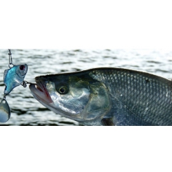 SPRO  ASP JIGGING SPINNER UV